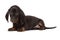 Puppy Dachshund lies and looks sadly into the camera, isolated on a white background