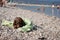 Puppy dachshund lying on stoney beach