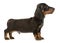 Puppy dachshund standard in a white photo studio