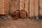 Puppy dachshunds on a blanket against the background of a wooden wall