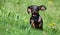 puppy and dandelions flowers