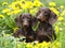 Puppy and dandelions flowers