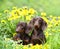 Puppy and dandelions flowers