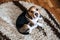 Puppy Diseases, Common Illnesses to Watch for in Puppies. Sick Beagle Puppy is lying on dog bed on the floor. Sad sick