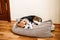 Puppy Diseases, Common Illnesses to Watch for in Puppies. Sick Beagle Puppy is lying on dog bed on the floor. Sad sick