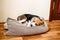 Puppy Diseases, Common Illnesses to Watch for in Puppies. Sick Beagle Puppy is lying on dog bed on the floor. Sad sick