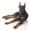 Puppy of doberman laying