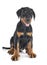 Puppy Doberman Pinscher