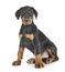 Puppy Doberman Pinscher