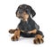 Puppy Doberman Pinscher