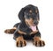 Puppy Doberman Pinscher