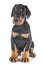 Puppy Doberman Pinscher