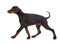 Puppy doberman pinscher in studio