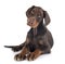 Puppy doberman pinscher in studio