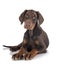 Puppy doberman pinscher in studio