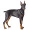 Puppy of doberman standing