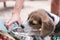 Puppy dog beagle drinking water from a bowl - small Beagle dog on the beach.