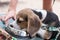 Puppy dog beagle drinking water from a bowl - small Beagle dog on the beach.