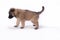 Puppy dog, Belgian Shepherd Tervuren, peeing, white background