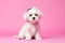 Puppy dog on blackboard background. Paste your text for copy space