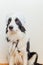 Puppy dog border collie with stethoscope dressed in doctor costume on white wall background indoor. Little dog on reception at