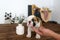 The puppy of a dog of breed of bulldog lies on a brown table. The owner gently touches a finger a puppy