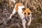 Puppy Dog breed fox terrier on the hunt
