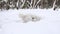 Puppy dog breed Samoyed Laika. White fluffy pet lie in snow in winter forest among trees.