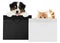 Puppy dog and cat pets together showing  black and silver shopping bags isolated on white background blank template and copy space