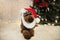 Puppy dog celebrating holidays under a christmas tree lights wearing a santa claus costume