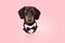 Puppy dog celebrating valentine`s day or mother`s day wearing a tuxedo. Isolated on pink or coral background