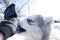 Puppy dog close-up biting blue eyes Siberian