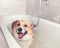 Puppy dog Corgi with big ears standing in the bathroom with foam and soap bubbles and smiling pretty