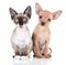 Puppy dog and Devon rex cat on a white background