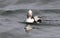 The Puppy dog eyes of the Male Long Tail Duck