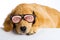 Puppy Dog with funny glasses