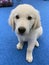 Puppy dog labrador retriever sitting portrait