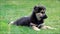 Puppy dog lying on meadow
