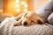 Puppy Dog Naptime on a Cozy Bed, dog care routine, luxury dog life
