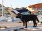 Puppy dog parody labrador brown suit stands on the dock with sailing yachts in the marina and looks at the yacht gangway. The pet