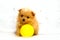 Puppy dog Pomeranian playing yellow ball