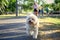 Puppy dog, poodle terrier walking on park, Cute white poodle dog, animal funny, poodle smile looking