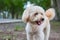 Puppy dog, poodle terrier walking on park, Cute white poodle terrier, relax pet, poodle terrier mix, dog standing looking, animal