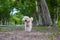 Puppy dog, poodle terrier walking on park, Cute white poodle terrier, relax pet, poodle terrier mix, puppy poodle dog standing