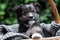 Puppy dog portrait peeps out basket outdoor. Adorable serious young domestic animal brown puppy sitting with paw on basket border