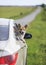 Puppy dog red Corgi stuck his happy muzzle and tongue out of car during a trip on summer hot roads in the village