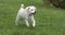 Puppy dog retrieving wooden stick