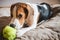 Puppy dog ripping ball apart Beagle dog