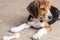 Puppy dog ripping ball apart Beagle dog purebred