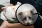 Puppy dog sick and upset dog wearing Elizabethan plastic cone medical collar around neck for anti bite wound protection